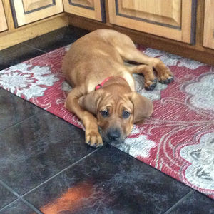 Meet your Posher, Lauren